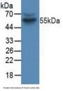 Cyclin B (CCNB) Antibody