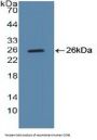 Cyclin B (CCNB) Antibody