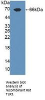 Toll Like Receptor 3 (TLR3) Antibody