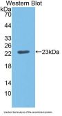 TNF Receptor Superfamily Member 5 / TNFRSF5 (CD40) Antibody