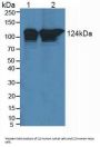 Polymerase DNA Directed Delta 1 (POLd) Antibody