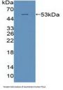 Polymerase DNA Directed Delta 1 (POLd) Antibody