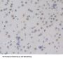 CCAAT/Enhancer Binding Protein Delta (CEBPd) Antibody