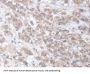Engulfment And Cell Motility 2 (ELMO2) Antibody