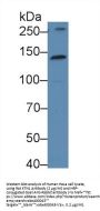 Kinectin 1 (KTN1) Antibody