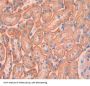 Kinectin 1 (KTN1) Antibody