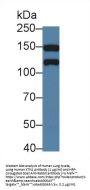 Kinectin 1 (KTN1) Antibody