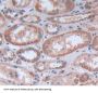 Kinectin 1 (KTN1) Antibody