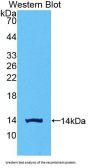 Chorionic Gonadotropin Beta Polypeptide 1 (CGb1) Antibody