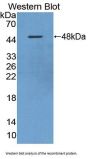 Cholinergic Receptor, Nicotinic, Alpha 10 (CHRNa10) Antibody