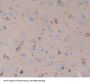 Cholinergic Receptor, Nicotinic, Alpha 10 (CHRNa10) Antibody
