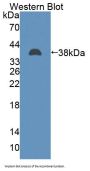 TATA Box Binding Protein Associated Factor 2 (TAF2) Antibody