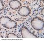 TATA Box Binding Protein Associated Factor 2 (TAF2) Antibody