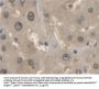 Anthrax Toxin Receptor 2 (ANTXR2) Antibody
