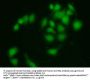 Anthrax Toxin Receptor 2 (ANTXR2) Antibody