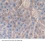 Cathepsin H (CTSH) Antibody