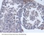 17-Alpha-Hydroxylase (S17aH) Antibody