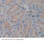 Low Density Lipoprotein Receptor Related Protein 2 (LRP2) Antibody