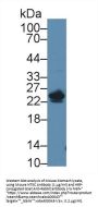 5',3'-Nucleotidase, Cytosolic (NT5C) Antibody