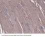 5',3'-Nucleotidase, Cytosolic (NT5C) Antibody