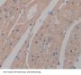 5',3'-Nucleotidase, Cytosolic (NT5C) Antibody
