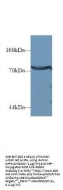 Dipeptidyl Peptidase 3 (DPP3) Antibody