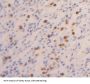 Pituitary Tumor Transforming 1 (PTTG1) Antibody