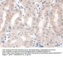 Exportin 1 (XPO1) Antibody