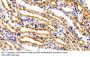 Fasciculation And Elongation Protein Zeta 2 (FEz2) Antibody