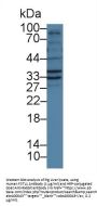 Follistatin Like Protein 1 (FSTL1) Antibody