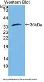 Follistatin Like Protein 1 (FSTL1) Antibody