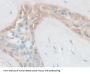 Follistatin Like Protein 1 (FSTL1) Antibody