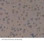 Microtubule Associated Protein 1B (MAP1B) Antibody