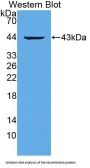 Myotrophin (MTPN) Antibody