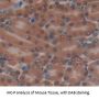 Myotrophin (MTPN) Antibody