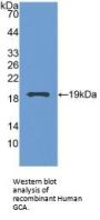 Grancalcin (GCA) Antibody