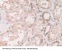 Grancalcin (GCA) Antibody