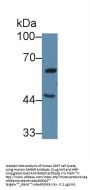Growth Hormone Releasing Hormone Receptor (GHRHR) Antibody