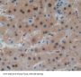 Hexokinase-4 (GCK) Antibody