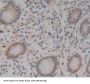 Glycophorin E (GYPE) Antibody
