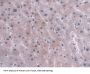 Serine Peptidase Inhibitor Kunitz Type 2 (SPINT2) Antibody