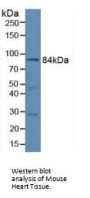 Mitofusin 1 (MFN1) Antibody