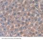 3-Hydroxymethyl-3-Methylglutaryl Coenzyme A Lyase (HMGCL) Antibody