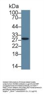 High Mobility Group Protein B3 (HMGB3) Antibody