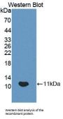 Homeodomain Only Protein (HOP) Antibody