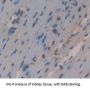 Homeodomain Only Protein (HOP) Antibody