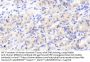 Mannosyl-Oligosaccharide 1,2-Alpha-Mannosidase IA (MAN1A1) Antibody