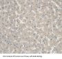 Insulin Like Growth Factor Binding Protein 2 (IGFBP2) Antibody
