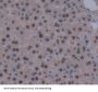 DNA Methyltransferase 3B (DNMT3B) Antibody
