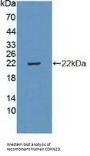 Cyclin Dependent Kinase Inhibitor 2D (CDKN2D) Antibody